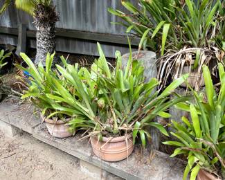 Huge collection of bromeliads - now 12.50 each!