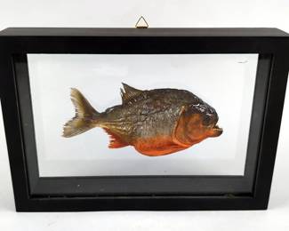 Piranha Fish In Display Case, Serrasalmus Nattereri, 10x6.75"