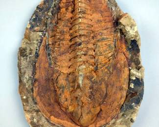Trilobite Fossil Plate 10x7.5" 