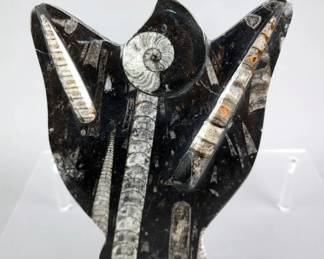 Orthoceras And Ammonite Fossil Display, 8.5" 