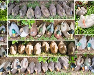 Dozens and dozens of Duck Decoys