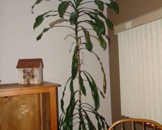Another tall potted plant