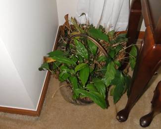 The live potted plants are also for sale as well