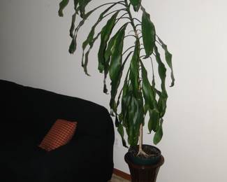 Another house plant for sale
