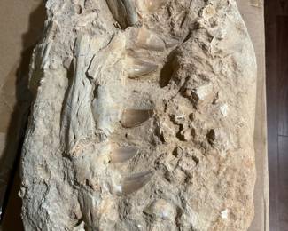 Dinosaur Fossil.  