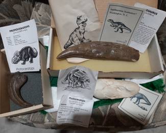 Smithsonian Dinonsaur Egg & Bones