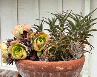 Beautiful succulent bowls. 