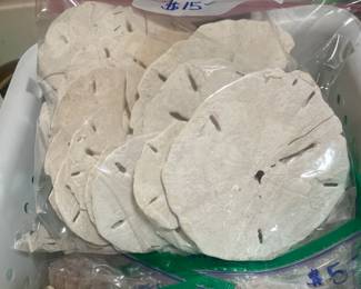 Assortment of whole sand dollars 