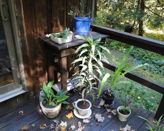 Many Plants