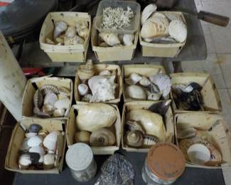 66 Basement Sea Shells