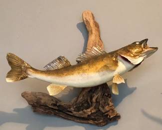 Mounted Walleye