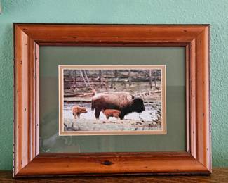 Bison framed photography 