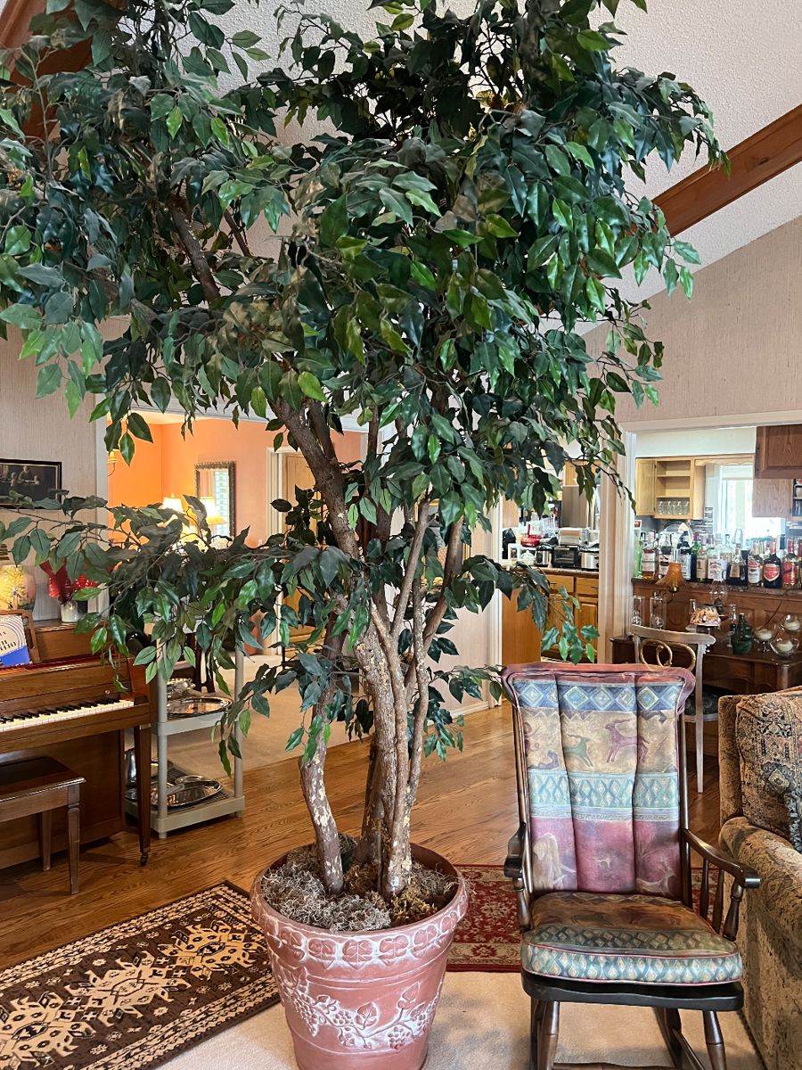 10 Ft. Ficus Tree