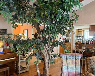 10 Ft. Ficus Tree