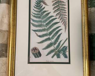 "Pteris aquilina" 
