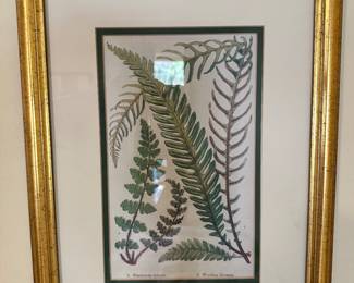 Botanical framed print