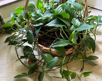 Golden Pothos