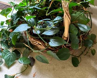 Heart leaf philodendron 