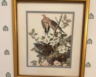 Audubon Pigeon turtle dove print