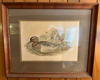 Querquedula Circia lithograph by John Gould
