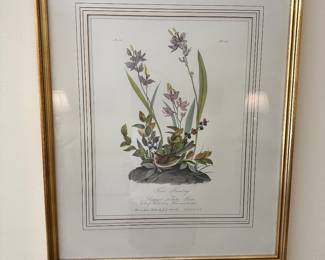 Audubon field bunting No.33