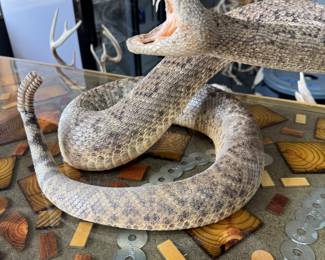 Taxidermy Rattlesnack 