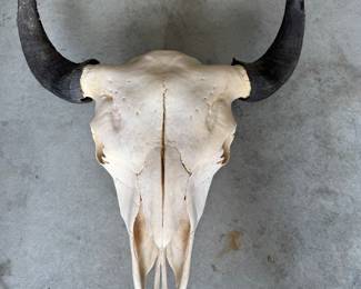 Steer skull 