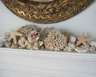 Beautiful arrangement of shells and coral