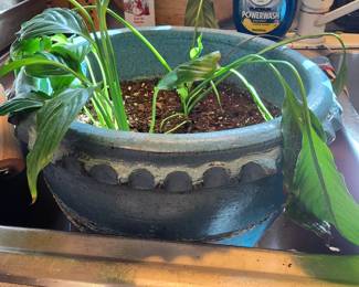 Pot Plant - We have lots