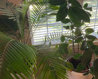 Live plants in pots and on rolling pedestal 