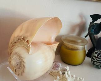 Crowned Melon Seashell / Price: $32