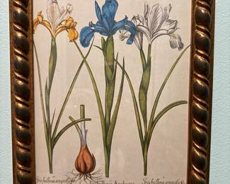 Hand Colored Plant Engraving 