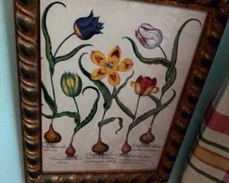 Hand Colored Plant Engraving 