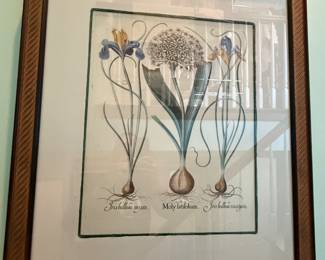 Hand Colored Plant Engraving 