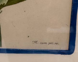 Hand Colored Plant Engraving 