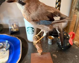 Taxidermy Bird