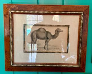 Camel Print 