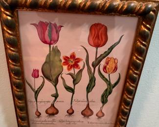 Hand Colored Plant Engraving 