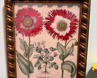 Hand Colored Plant Engraving 