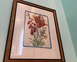 Hand Colored Plant Engraving 