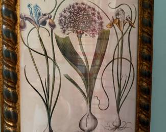 Hand Colored Plant Engraving 