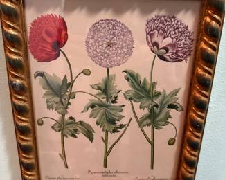 Hand Colored Plant Engraving 