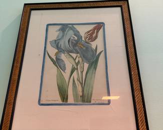 Hand Colored Plant Engraving 