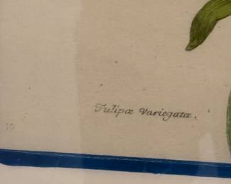 Hand Colored Plant Engraving 