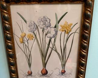 Hand Colored Plant Engraving 