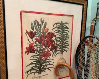 Hand Colored Plant Engraving 