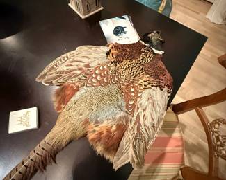 Taxidermy 