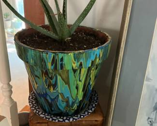 Aloe vera plant