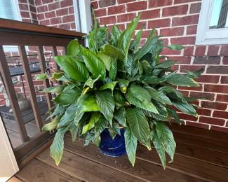 Large planters and plants