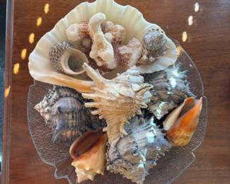 Collection of Shells